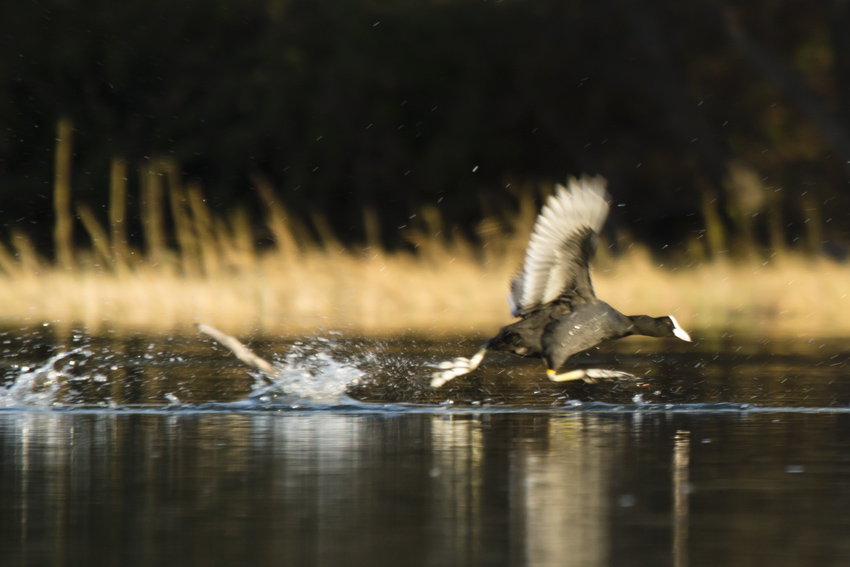 12 04 09 foulque macroule 54